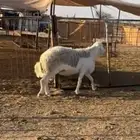 طلي سدس مشروط للبيع