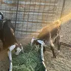 تيوس العدد 2