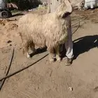مشروع فحل عيسي صنف