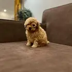 توي بودل بيور