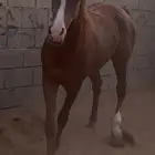 مهر للبيع