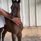 مهر واهو