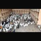 دجاج وديوك