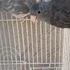 باروليت بارتوليت باروتليت مني روز