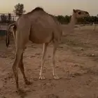 حقه سلاله طيبه للبيع