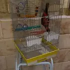 ببغاء لوري د سكي نادر   أليف ونشيط   للبيع