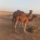 ناقة للبيع