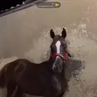 مهره شعبيه