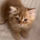 كيتن للبيع