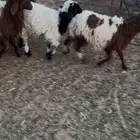 هرافي العدد 8 للبيع