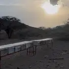 نحل بلدي للبيع