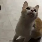 قطه للتبني الدمام