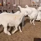 طليان العدد 10