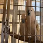 جوز كوكاتو ملوكان