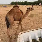 قعود ساحلي للبيع