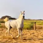 حصان شعبي