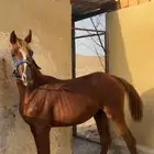 مهرات شعبيات للبيع