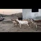 سواكن صنف الصنف