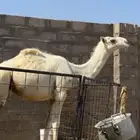 بكرة صاهودية مفرودة