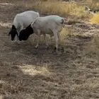 بربري عدد اثنين