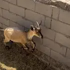 ولد ولد وعل للبيع