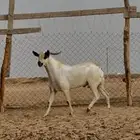 تيس بيشي صنف الصنف