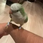 كويكر الراهب اخضر