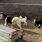 عنز تحتها اثنين
