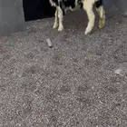 رخلين صنف الصنف