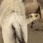 حشوان كفو