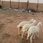 هرافى حريات طيبه
