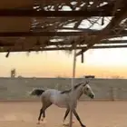 حصان شعبي شيخ