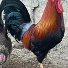 ديك عربي ترثة