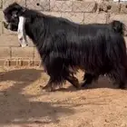 مشاريع عوارض فاخره