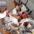 دجاج مع ديوكه
