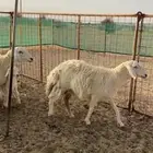 غنم خلفات صنف للبيع