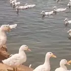 بط بكيني للبيع