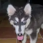 هاسكي الاسكا 4 شهور