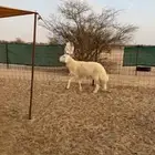 طلي طيب للبيع