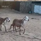 رخله وخروف سواكن أخوان العمر فوق خمس شهور
