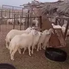 ذبايح حري تربيه