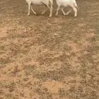 متبع سديس تحتها خرووف