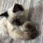 ثلاث قطط هملايا