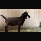 تيس صنف