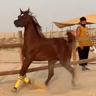 مهر خط جمال معسوف للبيع