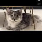قطه انثى للبيع