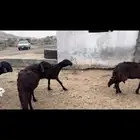 رخال سواكن