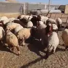 بهم هرفي للبيع