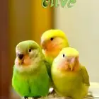 روز للبيع