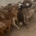 مراح سواكن العدد 68 راس